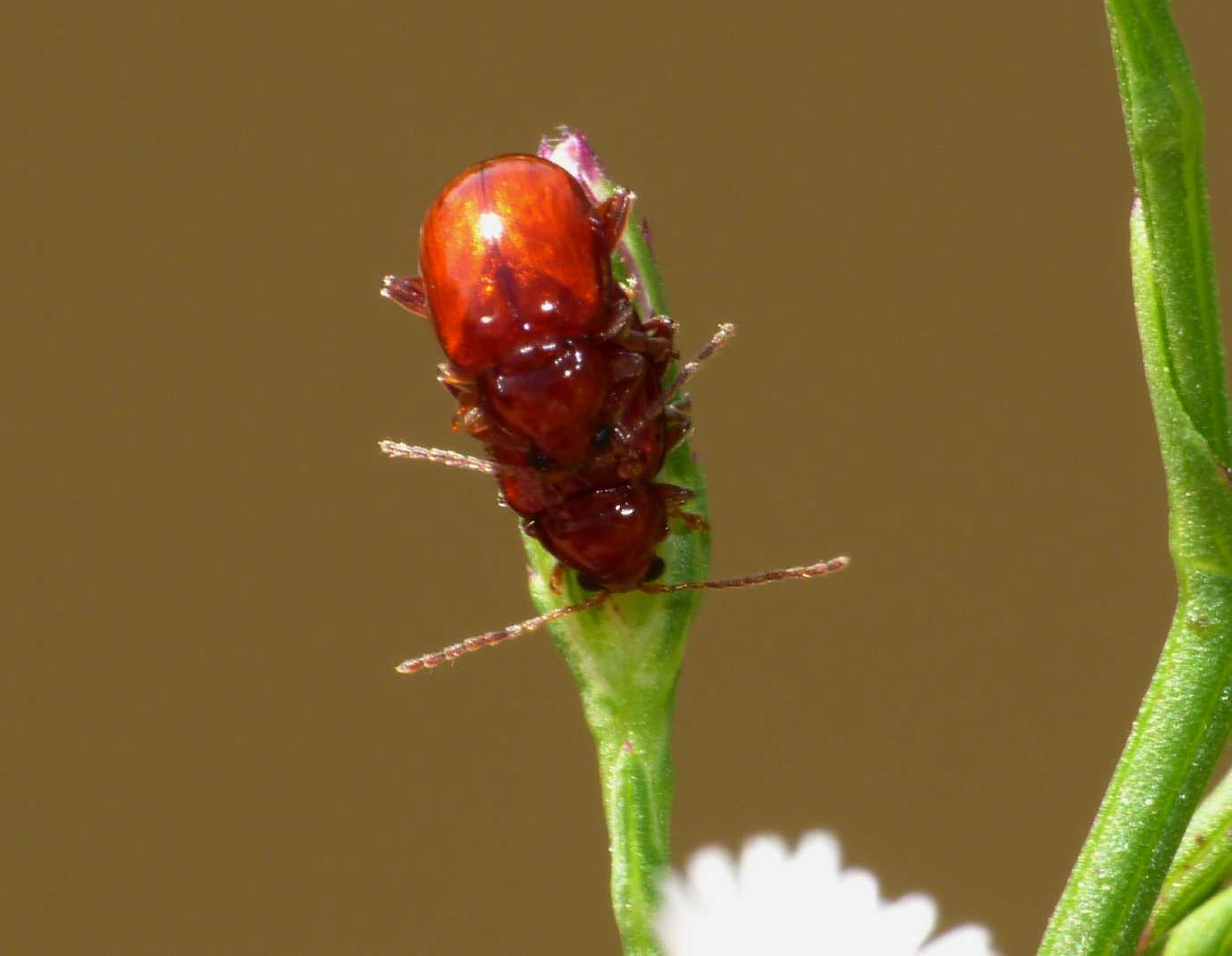 Asiorestia (transversa o ferruginea) in accoppiamento